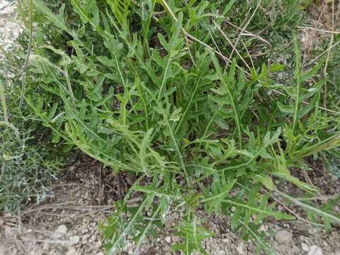 Plancia ëd Diplotaxis tenuifolia subsp. cretacea (Kotov) Sobrino Vesperinas