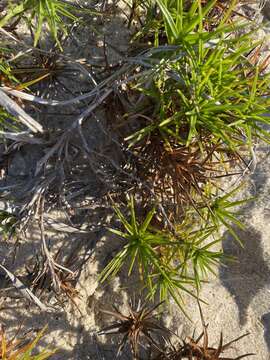 Слика од Cyperus pedunculatus (R. Br.) J. Kern