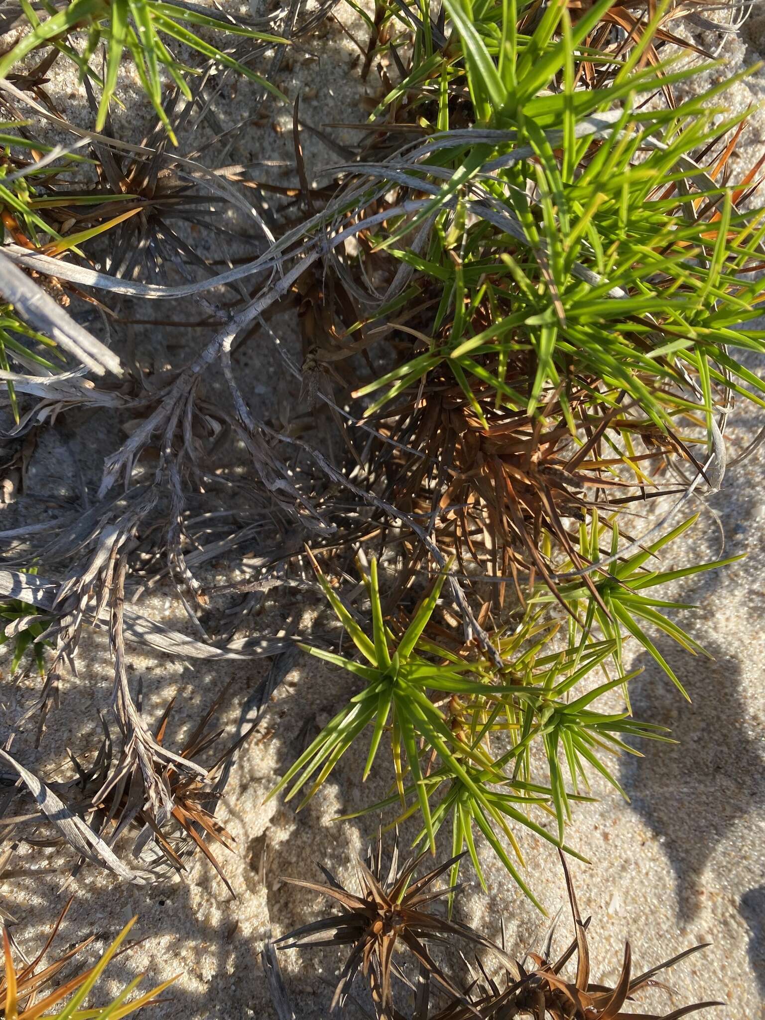 Cyperus pedunculatus (R. Br.) J. Kern的圖片