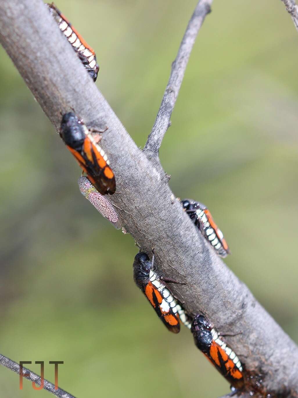 Image of Oncometopia (Similitopia) rufipennis (Signoret 1855)