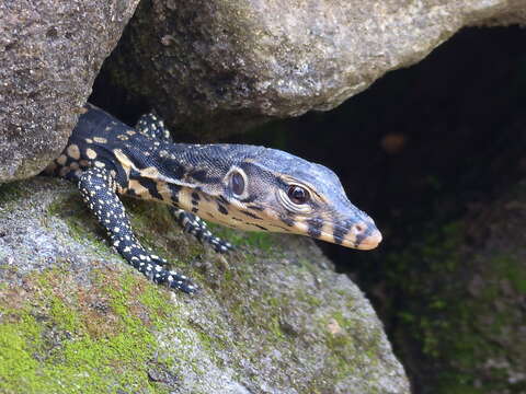 Image of Varanus salvator bivittatus (Kuhl 1820)