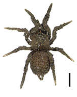 Image of Paratropis tuxtlensis Valdez-Mondragón, Mendoza & Francke 2014