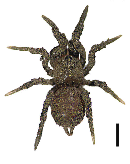 Image of Paratropis tuxtlensis Valdez-Mondragón, Mendoza & Francke 2014