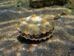 Image of St.James's scallop