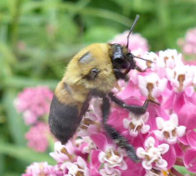 Image of Brown-belted Bumblebee