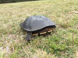 Image of Common Snake-necked Turtle