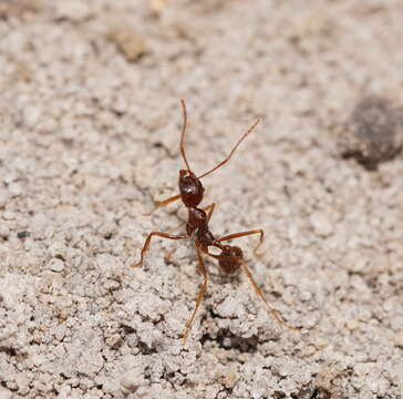 Слика од Aphaenogaster longiceps (Smith 1858)