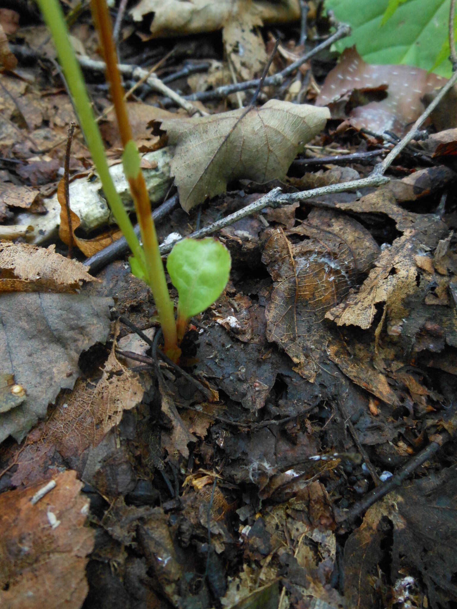 Image of Pyrola japonica Klenze ex Alef.