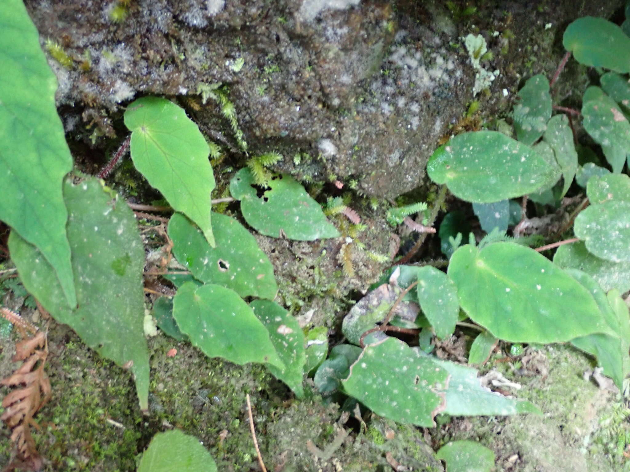 Image of Begonia pinglinensis C. I Peng