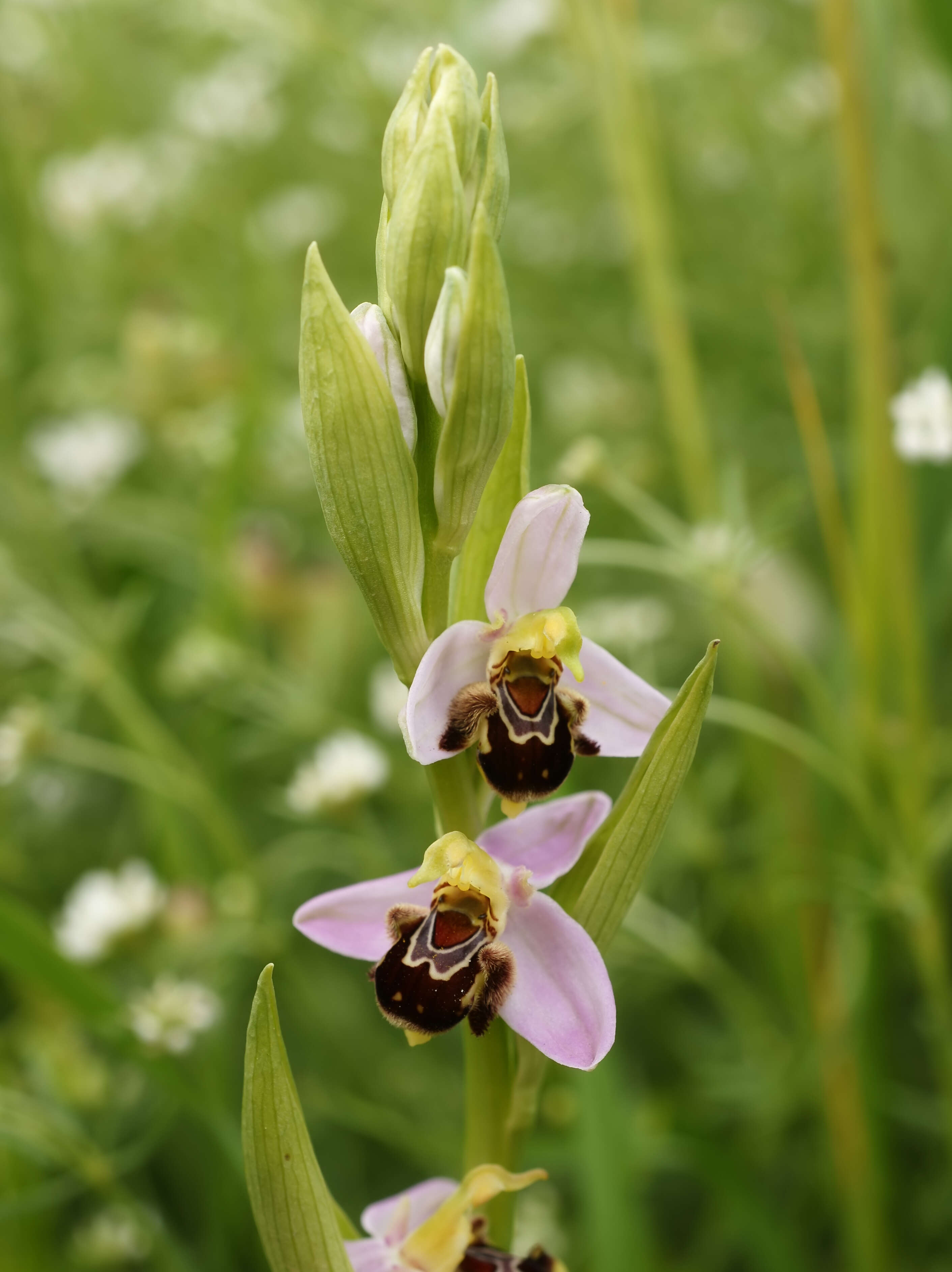 Image of Bee orchid