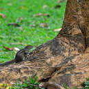 Image of Indian palm squirrel