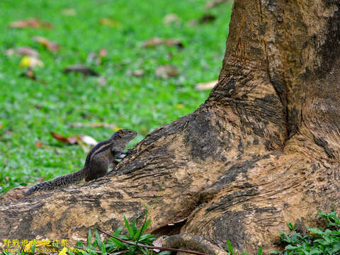 Image of Indian palm squirrel