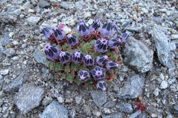 Imagem de Gentiana urnula H. Smith