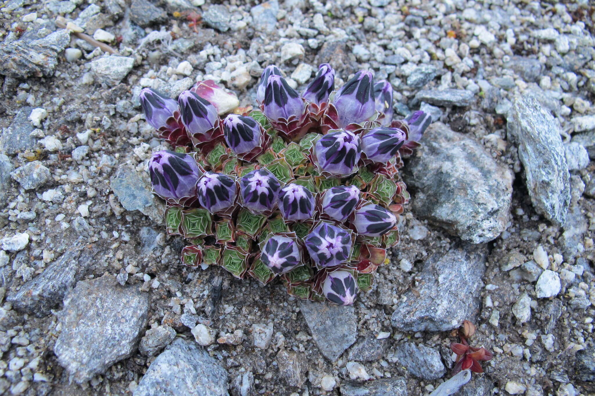 Image of Gentiana urnula H. Smith