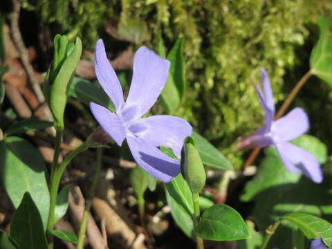 Image of Common Periwinkle