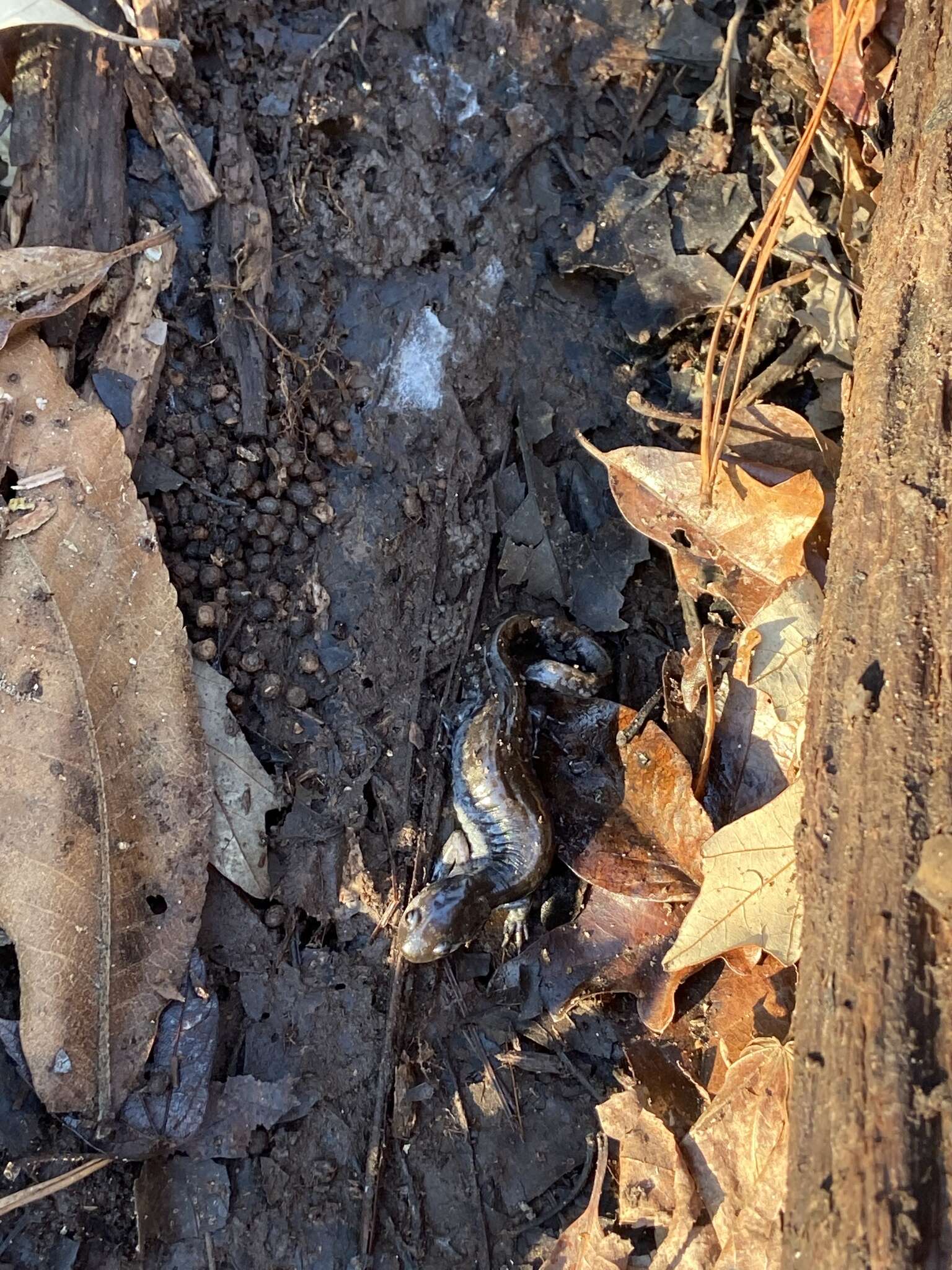 Plancia ëd Ambystoma mabeei Bishop 1928