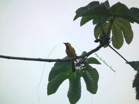 Imagem de Icterus nigrogularis nigrogularis (Hahn 1819)