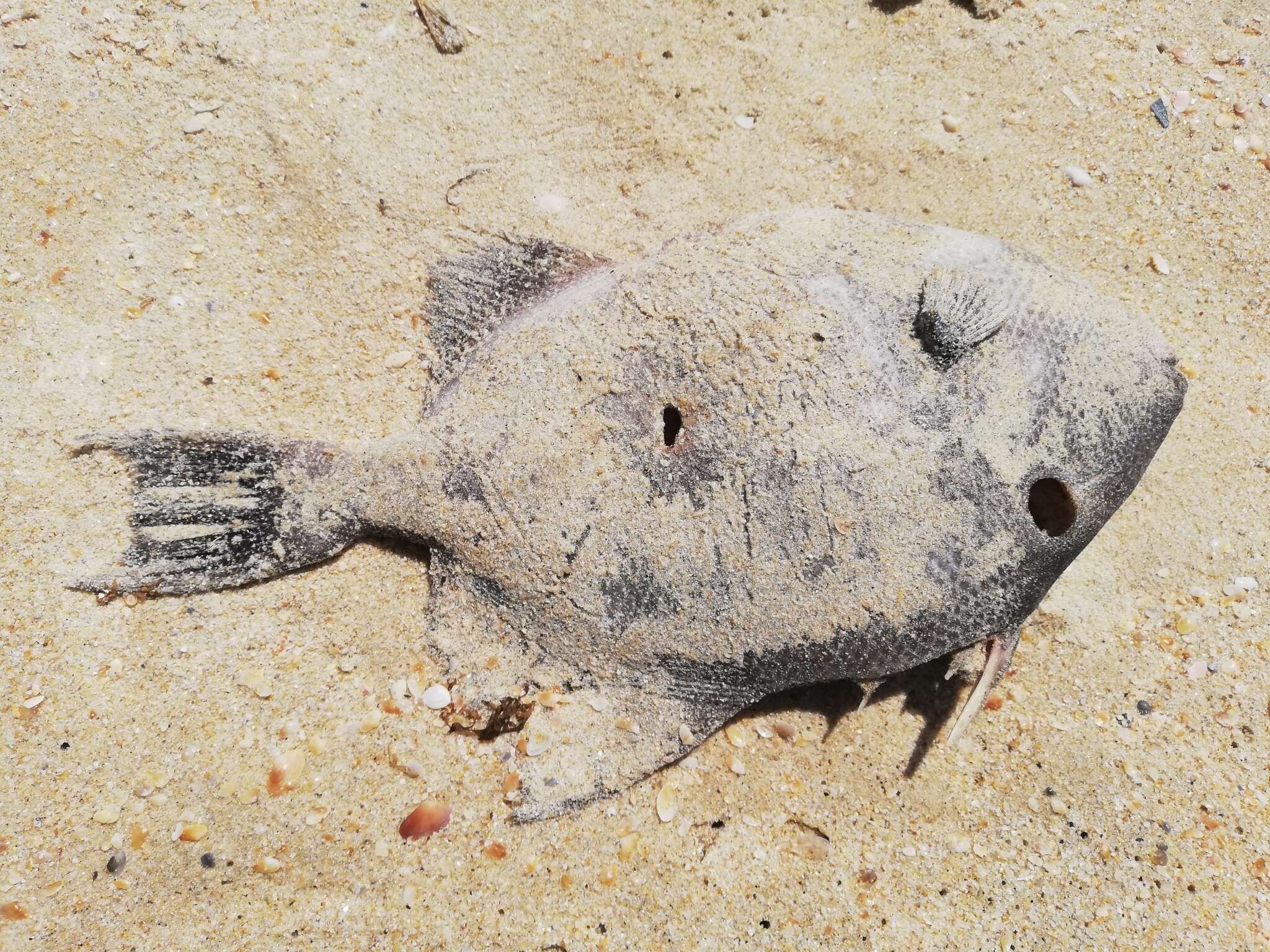 Image of Triggerfish