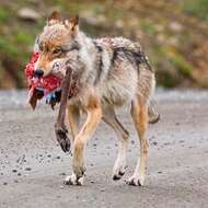 Image of gray wolf