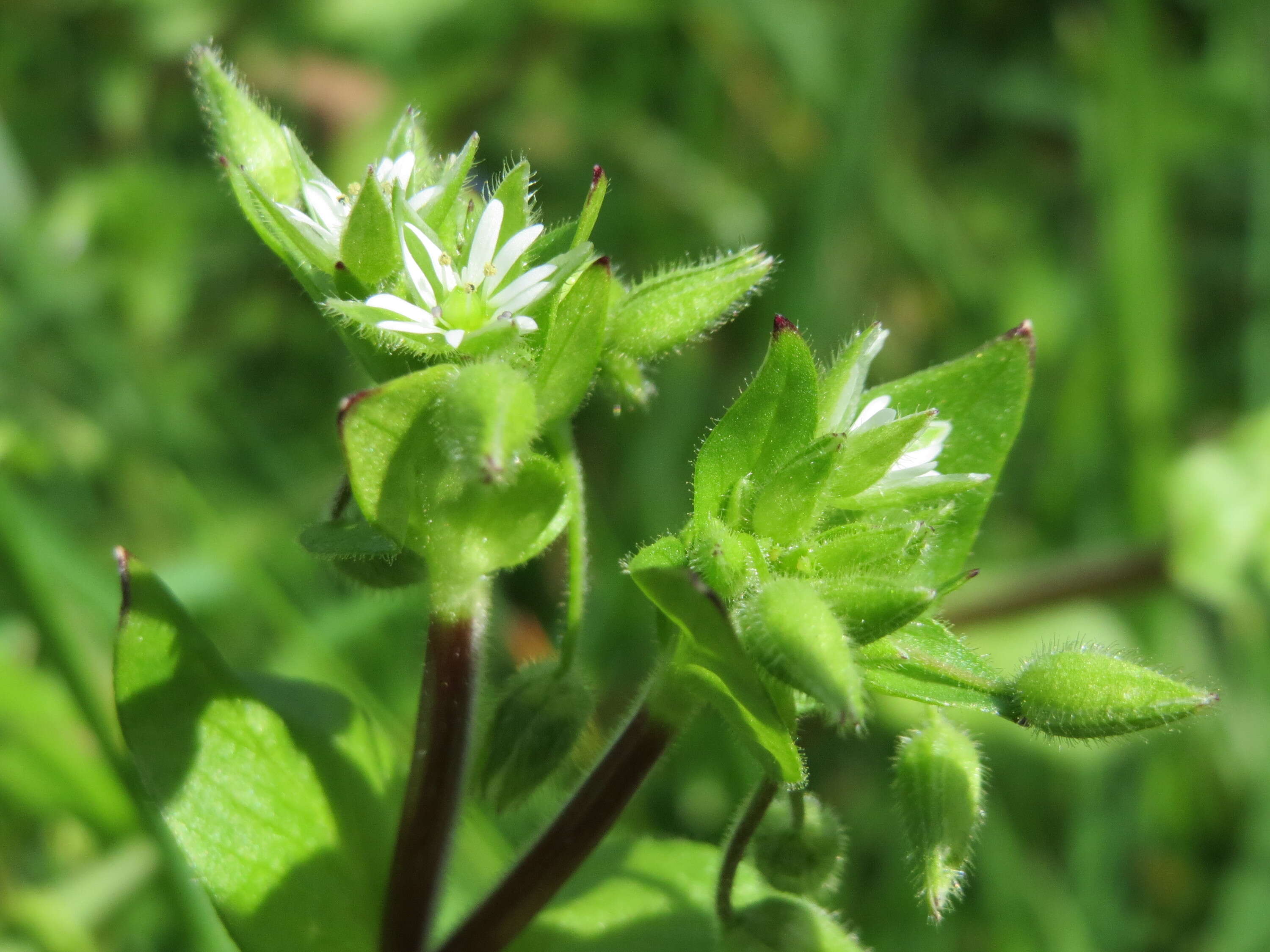 Image of common chickweed