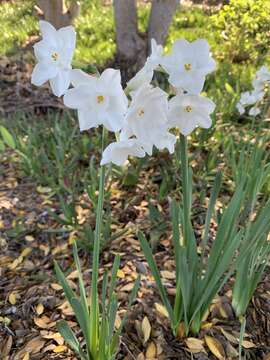 Image of paperwhite narcissus