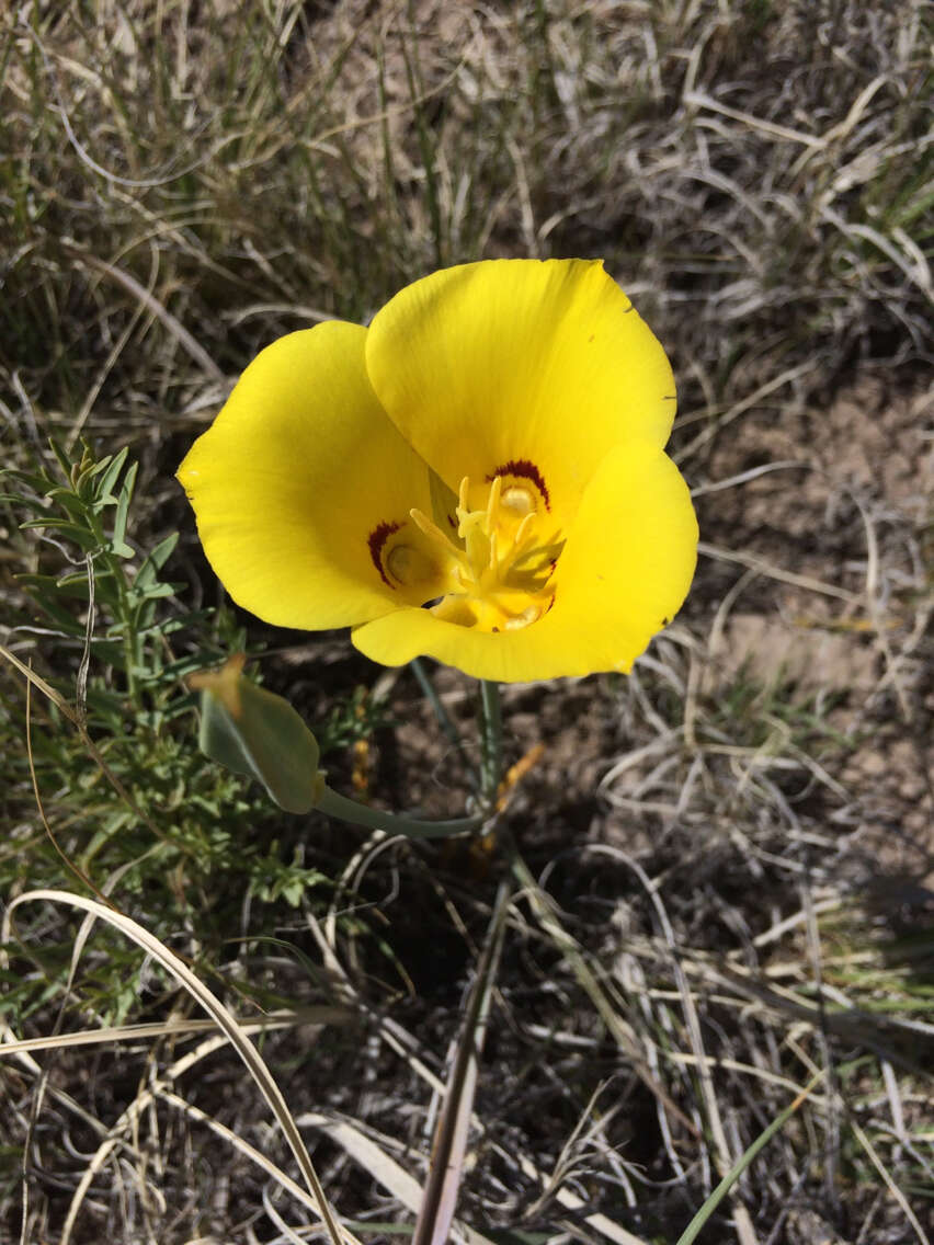 Calochortus aureus S. Watson resmi