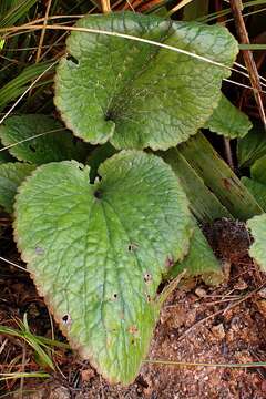 Imagem de Ourisia macrophylla Hook.