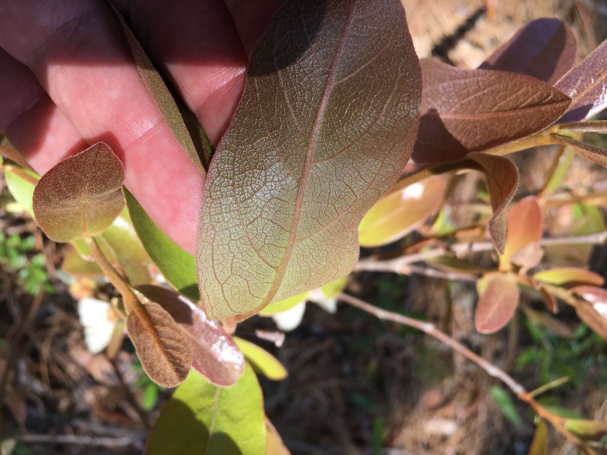 Image of bigflower pawpaw