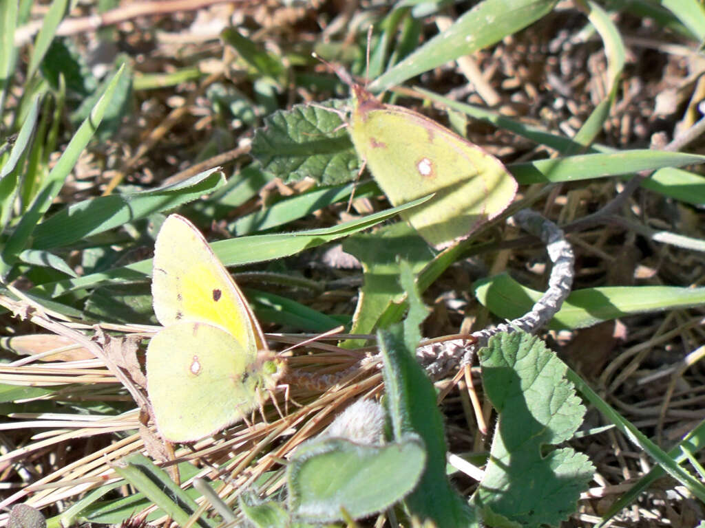 Image of clouded yellow