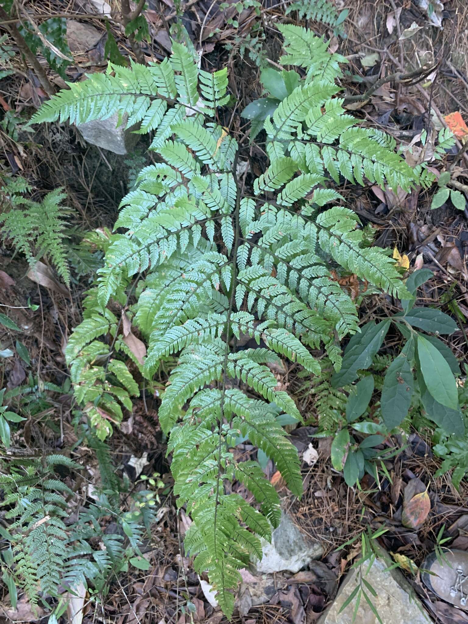 Imagem de Dryopteris sordidipes Tag.