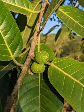 Ficus crocata (Miq.) Mart. ex Miq.的圖片