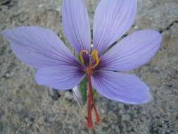 Image of autumn crocus