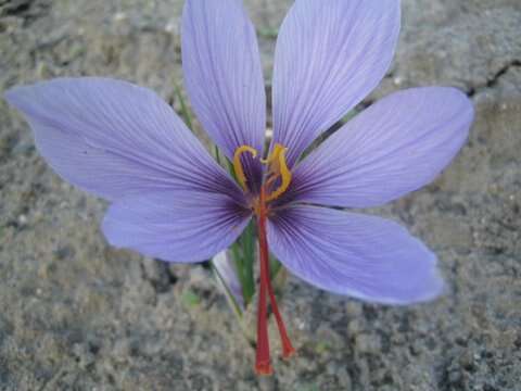 Image of autumn crocus