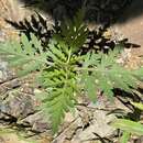 Image of annual ragweed