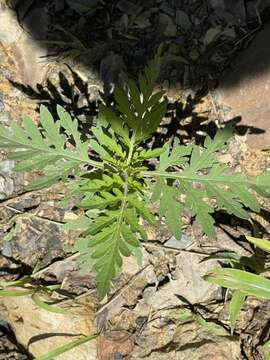 Image of annual ragweed