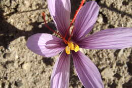 Image of autumn crocus