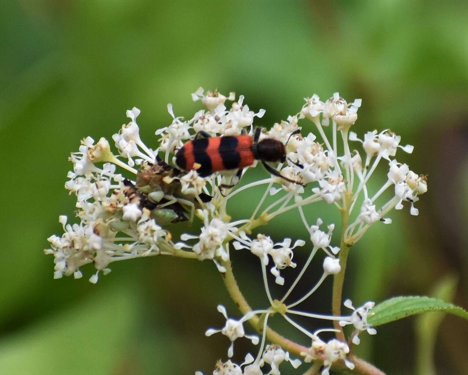 Image of Trichodes apivorus Germar 1824