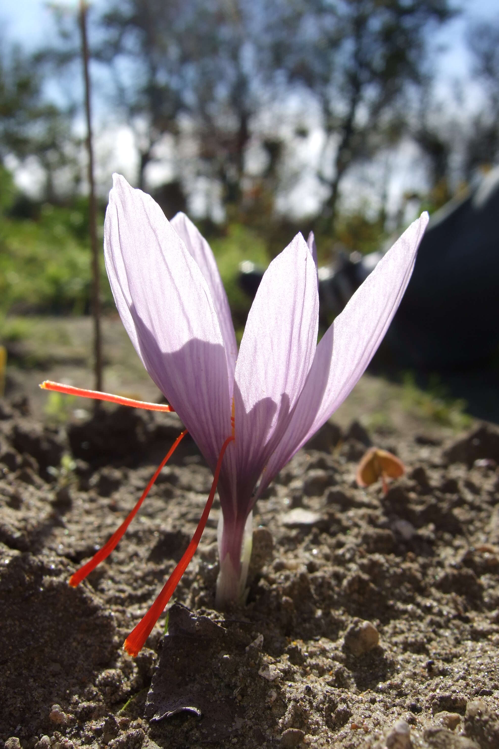 Image of autumn crocus