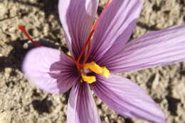 Image of autumn crocus