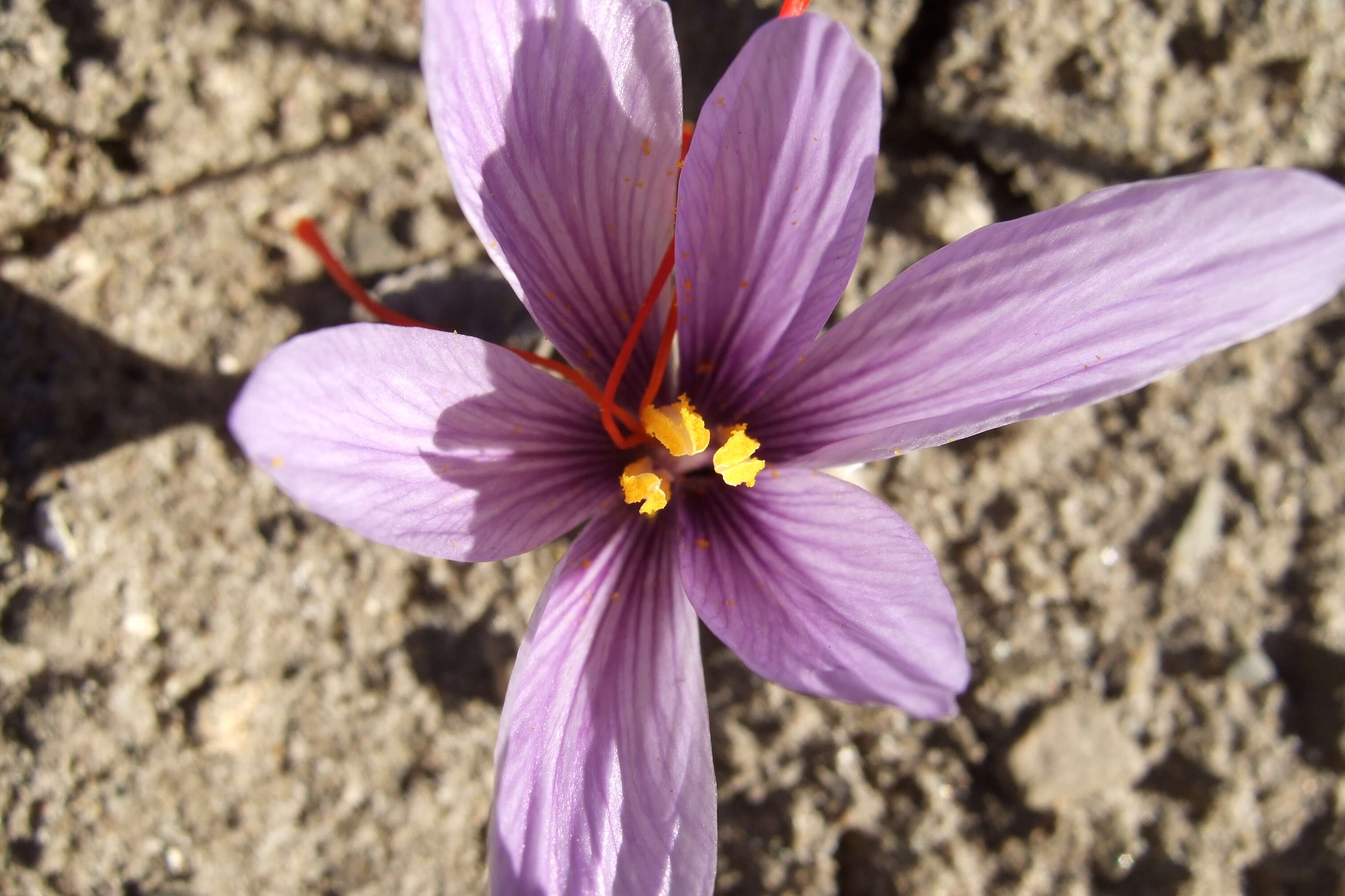 Image of autumn crocus