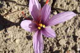 Image of autumn crocus