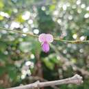 Слика од <i>Desmodium lempirae</i>