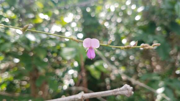 Слика од <i>Desmodium lempirae</i>