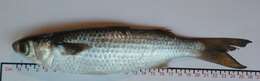 Image of Blueback Mullet