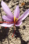 Image of autumn crocus