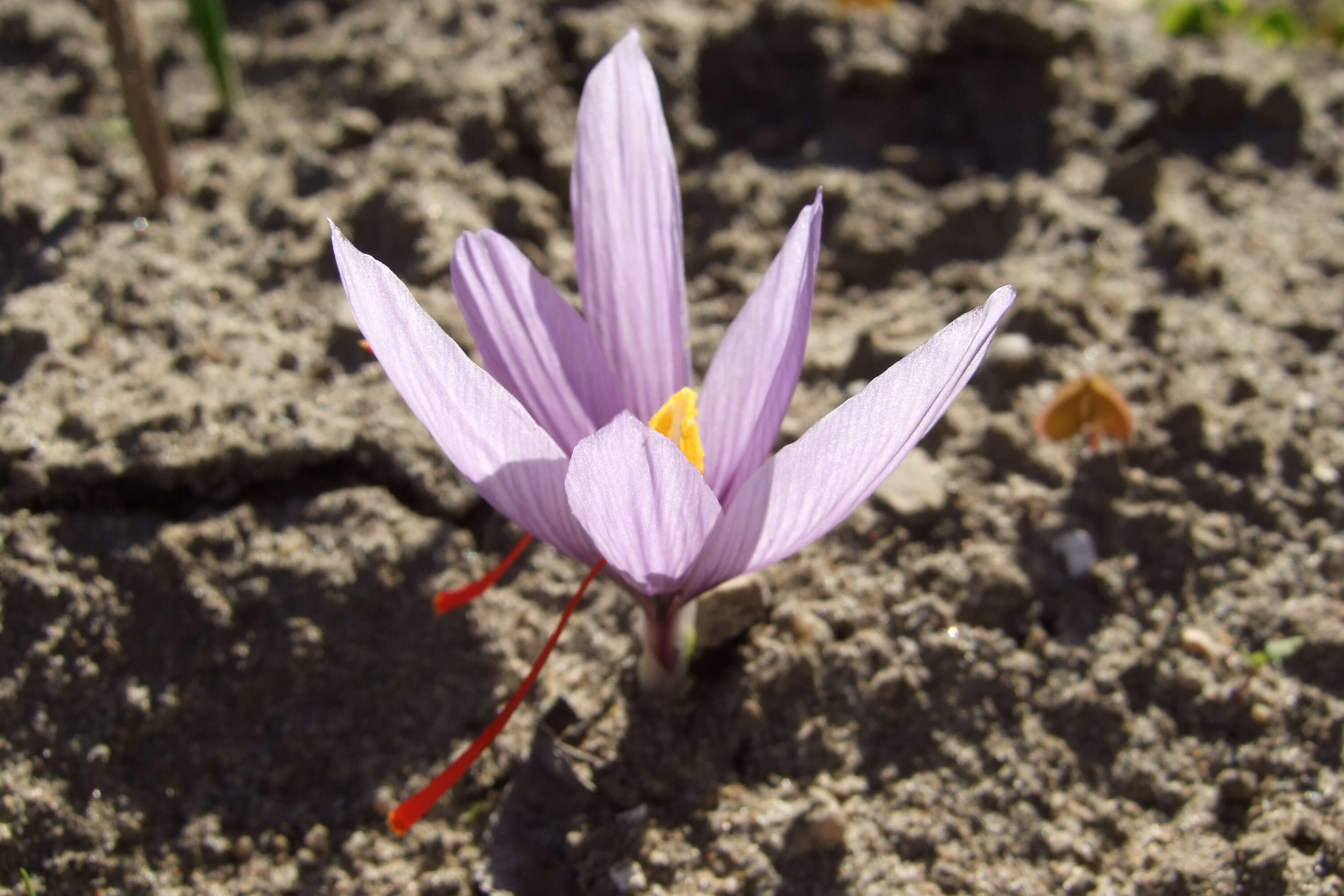 Image of autumn crocus