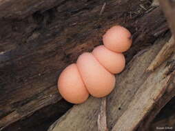 Image of Lycogala epidendrum