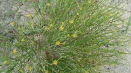 Plancia ëd Hypericum gentianoides (L.) Britton, E. E. Sterns & Poggenb.