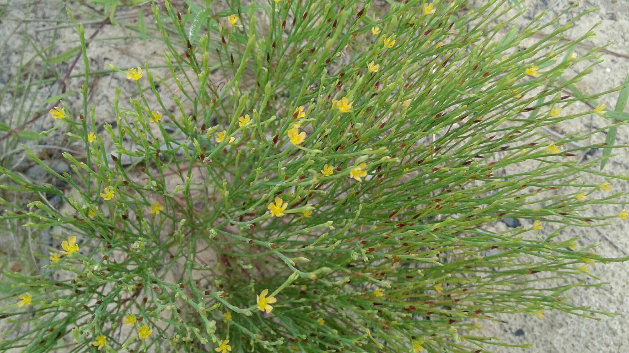 Plancia ëd Hypericum gentianoides (L.) Britton, E. E. Sterns & Poggenb.