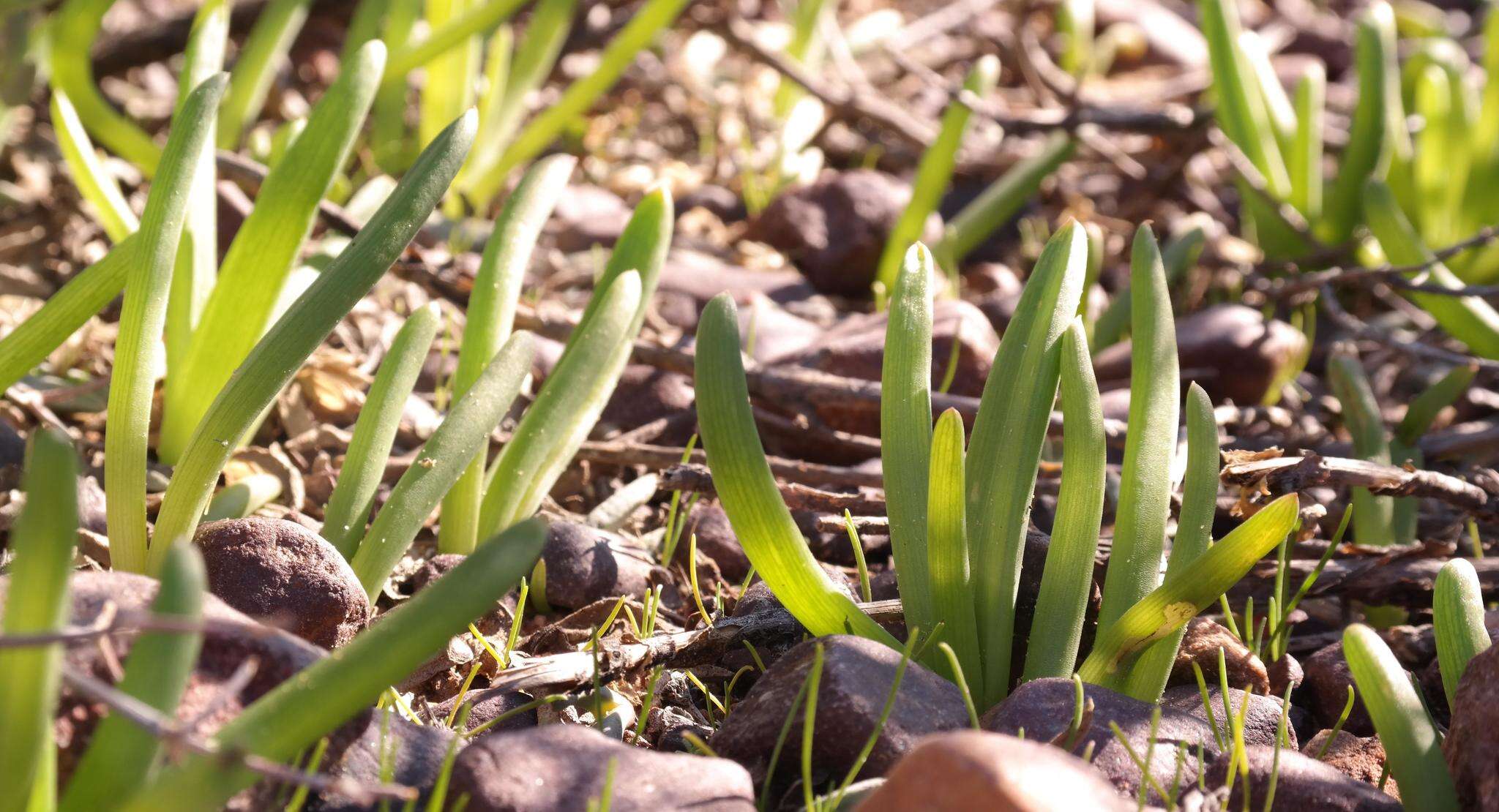 Image of Bulbine succulenta Compton